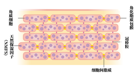 肌肤屏障：我破防了插图3