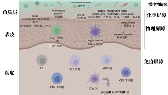 肌肤屏障：我破防了插图1