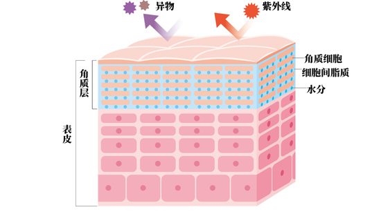 肌肤屏障：我破防了插图6