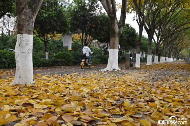 重庆春天现落叶“秋景”插图3