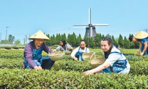 留学生体验中国茶文化缩略图