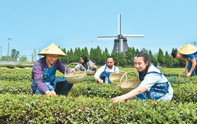 留学生体验中国茶文化插图