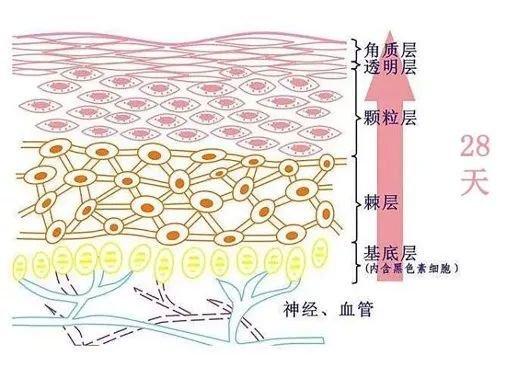 跨入30+的门槛  皮肤怎么变得更加脆弱了？插图7