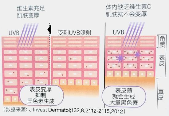 美肤成分维生素C 涂一点喝一点的活用方法插图5