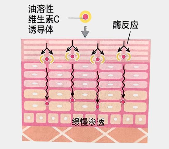 美肤成分维生素C 涂一点喝一点的活用方法插图11