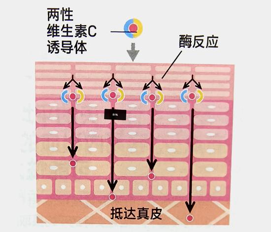 美肤成分维生素C 涂一点喝一点的活用方法插图9