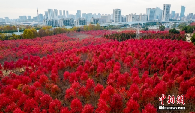 武汉：红枫惹人醉 冬景美如画插图1