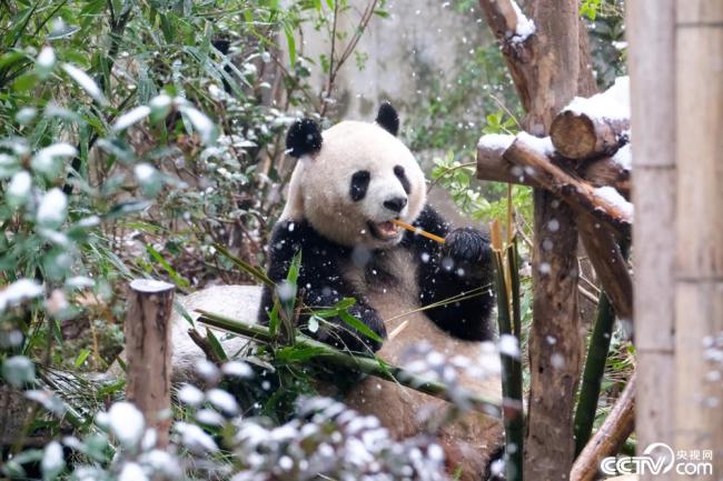 成都漫天飘雪 大熊猫户外玩耍插图