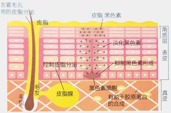 早C预防光损伤 美肤成分维生素C到底怎么用？插图4