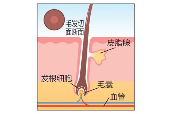 解决毛发弯曲和松软发质 按摩头皮+重视油分护理插图5