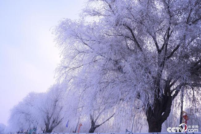 哈尔滨：松花江畔现雾凇美景插图1