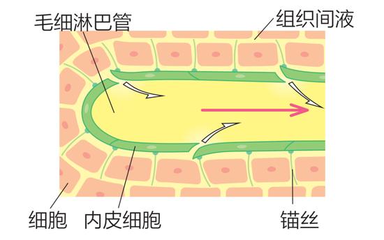 按摩可以辅助瘦脸告别浮肿 学到就是赚到插图3