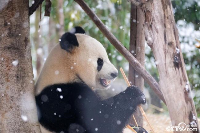 成都漫天飘雪 大熊猫户外玩耍插图1