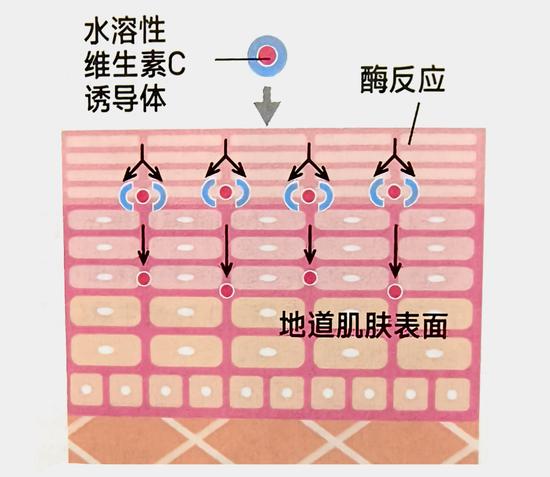 早C预防光损伤 美肤成分维生素C到底怎么用？插图10