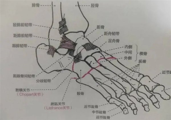 人体共有206块骨头 为啥中国人却普遍只有204块插图5