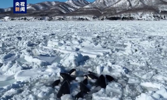 日本北海道10余头虎鲸被困浮冰插图