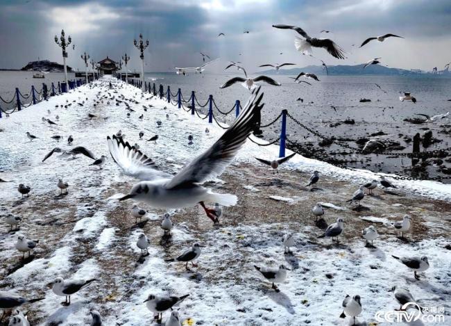 青岛：雪后海边海鸥翔集插图1