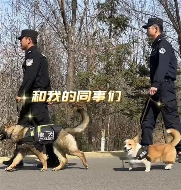 首个柯基警犬福仔亮相 出门得背着！它是怎么混上编制的插图3