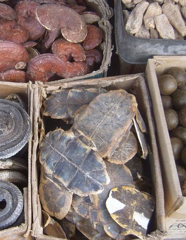9人死亡78人住院 非洲人吃海龟集体中毒：知道中国人为啥不吃了吧插图5