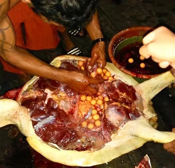 9人死亡78人住院 非洲人吃海龟集体中毒：知道中国人为啥不吃了吧插图1