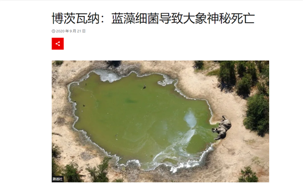 9人死亡78人住院 非洲人吃海龟集体中毒：知道中国人为啥不吃了吧插图4