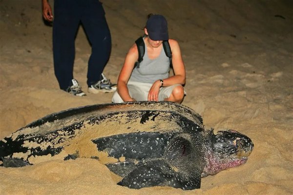 9人死亡78人住院 非洲人吃海龟集体中毒：知道中国人为啥不吃了吧插图3