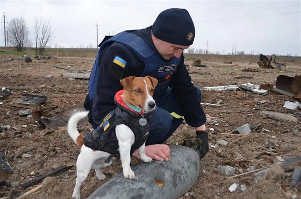 首个柯基警犬福仔亮相 出门得背着！它是怎么混上编制的插图4