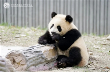 大熊猫“青糍”因肠梗阻并发死亡插图