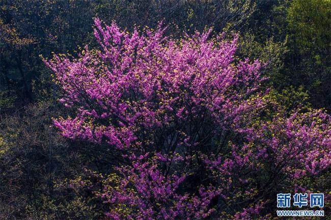 河南鲁山：紫荆花开春意浓插图