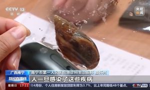 别碰别吃！这种“大蜗牛”可能带有各种致病菌缩略图