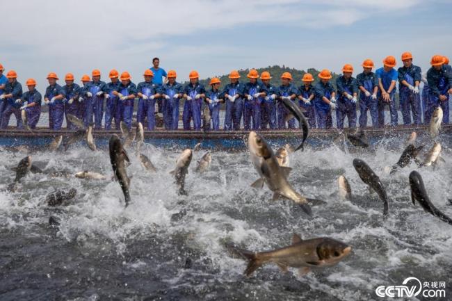 杭州千岛湖上演“巨网捕鱼”盛景插图
