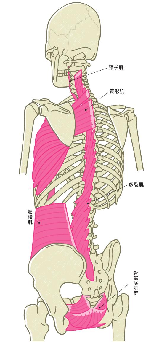 身体疼痛、塑形困难可能是因为没有正确运用躯干！插图6