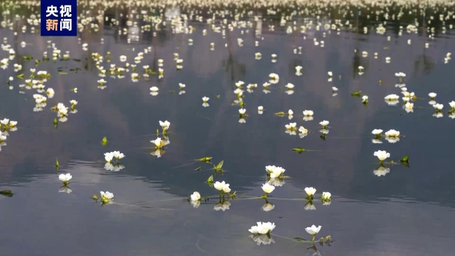 从花蕾到盛开！延时摄影记录海菜花绽放过程插图