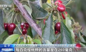 樱桃食用有讲究 专家建议：每日摄入不超250克缩略图