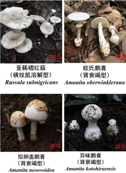 鲜艳的蘑菇才有毒？错了！常见毒蘑菇图鉴请收藏插图1