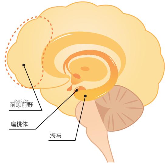 压力加速大脑萎缩？睡眠不足也会提高认知功能障碍的风险！插图1