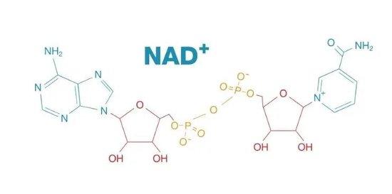 护肤趋势新解 | 肯豆和海莉离不开的抗衰成分NAD+，专家陪你聊明白插图9