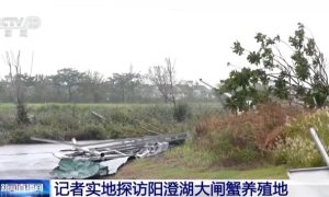 阳澄湖大闸蟹被台风“吹”跑了？记者实地探访缩略图