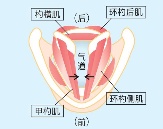 光凭声音印象也能年轻5岁？声音苍老应该锻炼声肌！插图3