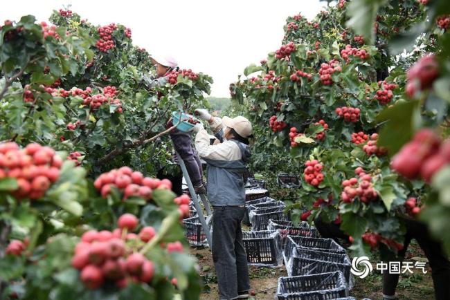 世界粮食日：金秋时节喜丰收 不负好“食”光插图2