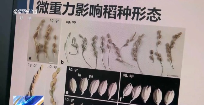 吃起来更甜？一起了解”太空水稻”和普通水稻的不同插图2