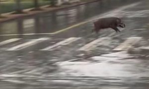 野猪冲进高校横冲直撞!还有猎犬在后面追,校方回应缩略图