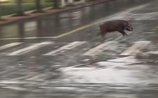 野猪冲进高校横冲直撞!还有猎犬在后面追,校方回应插图