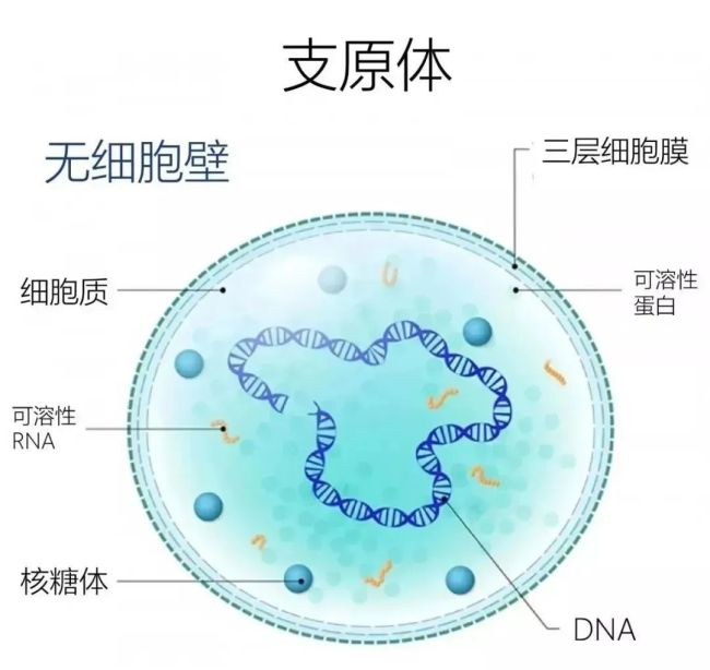 不发烧也会得肺炎？夜诊排到590多号！插图1