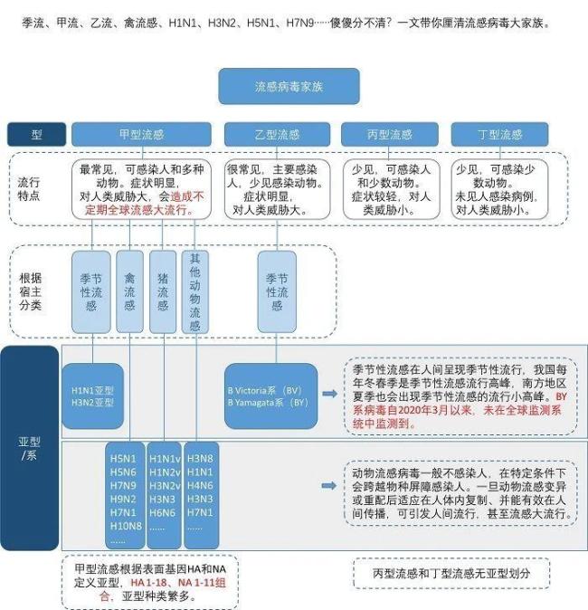 甲流、乙流、禽流感……都是流感，有什么不同？插图