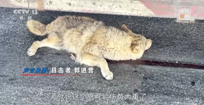 可可西里网红狼被车撞死？可能都是投喂惹的祸插图